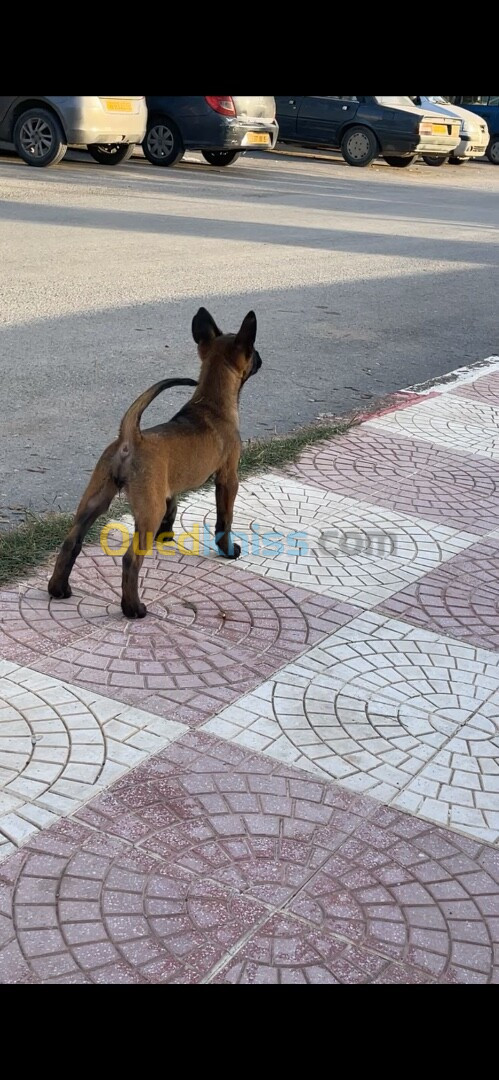 Malinois charbonné 