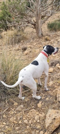 Chien de chasse