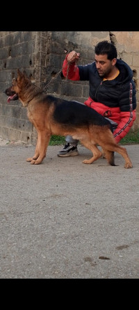 chien-male-berger-allemand-mouzaia-blida-algerie