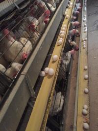 مسلزمات-زراعية-batterie-poule-pondeuse-سطيف-الجزائر