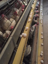 batterie poule pondeuse 