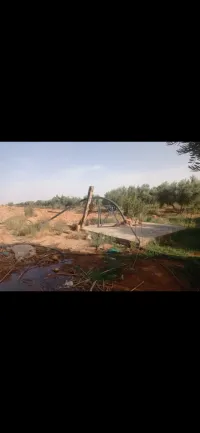 Vente Terrain Agricole Saida Sidi ahmed