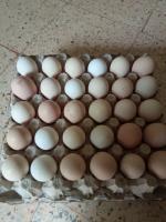 غذائي-بيض-عرب-تلمسان-الجزائر