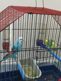 بيريش