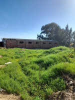 terrain-agricole-vente-el-tarf-berrihane-algerie