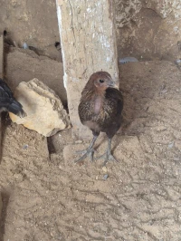 Poussins croises  كروازي فلالس