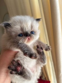 chats-persan-el-achour-alger-algerie