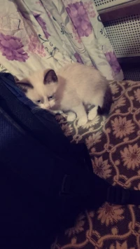 Chat