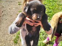 chien-chiots-rottweiler-constantine-algerie