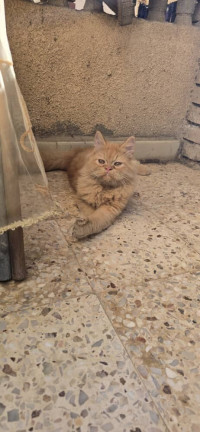 chat-persan-himalayan-bordj-el-kiffan-alger-algerie