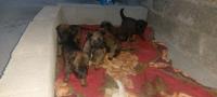 chien-vente-chiots-berger-belge-malinois-ain-el-hammam-tizi-ouzou-algerie