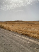 terrain-vente-medea-berrouaghia-algerie