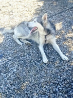 chien-husky-naciria-boumerdes-algerie