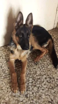 Berger allemand Male