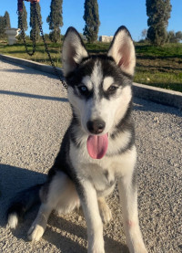 chien-husky-a-vendre-cheraga-alger-algerie