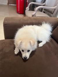 كلاب-spitz-pomeranian-a-vendre-دالي-ابراهيم-الجزائر