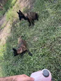 Couplé berger hollandais 
