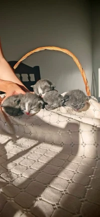 Scottish fold cat 