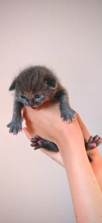Scottish fold cat 