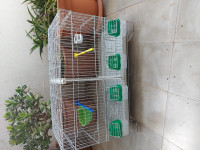 oiseau-cage-separation-oran-algerie