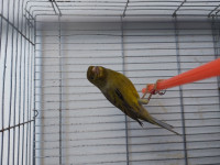 oiseau-canari-male-porteur-satine-oran-algerie