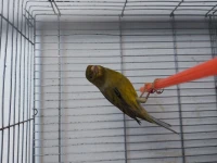 Canari mâle porteur satiné 