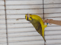 oiseau-male-serin-mozambique-oran-algerie