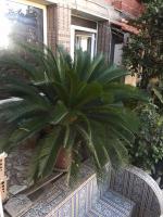 jardinage-plant-cycas-age-de-12ans-en-bon-sante-beni-mered-blida-algerie