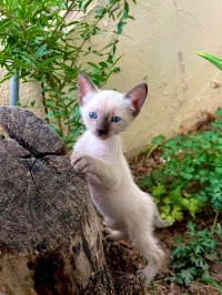 قطط-chatons-siamois-colorpoint-a-vendre-باب-الزوار-الجزائر