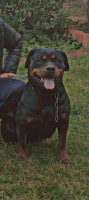 chien-femelle-rottweiler-el-emir-abdelkader-ain-temouchent-algerie