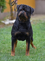 chien-chiot-rottweiler-serbie-100-timit-tor-oran-algerie