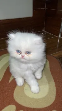Des chatton persan himalaya peky face 