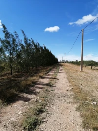 Vente Terrain Agricole Djelfa Benhar