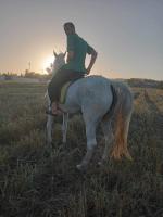 animaux-de-ferme-vendre-deux-chevaux-birtouta-alger-algerie