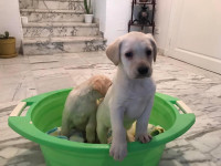 كلب-labrador-beige-chiot-pure-race-شراقة-الجزائر