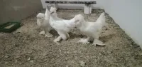 ثريو سلطان حرين 