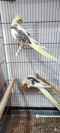 Couple calopsitte 