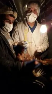 vétérinaire vaccinateur 