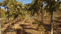 Analyse de sol agricole et les eaux
