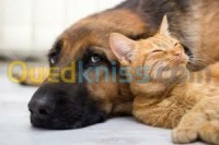 الجزائر-باب-الزوار-طب-و-صحة-soins-hospitalisation-vétérinaire