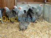 poussin brahma geant de t bonne qualit