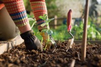 algiers-draria-algeria-cleaning-gardening-jardinage-netoyage