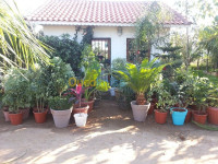 nettoyage-jardinage-tout-catigouri-de-rouiba-alger-algerie