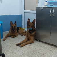 animaux-de-ferme-cabinet-veterinaire-algerعيادة-بيطرية-draria-alger-algerie