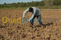 الجزائر-دالي-ابراهيم-تنظيف-و-بستنة-jardinage