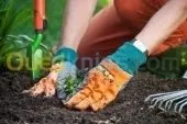 jardinage