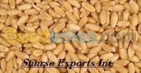 معسكر-الجزائر-غذائي-feed-l-alimentation-animale