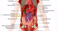 طب-و-صحة-جراحة-عامة-ختان-الاطفال-circoncision-عين-عبيد-قسنطينة-الجزائر
