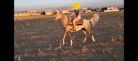  بيع حصان عربي بربري 6 سنوات قسنطينة 