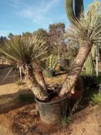  Jardinage